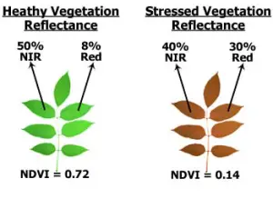 VegetationSpecReflectance