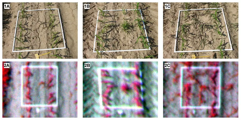 On-ground photographs (1) and UAV images (2) of the 1x1-m frames used in the ground-truth sampling of three different categories of weed coverage: a) low, b) moderate, and c) high.