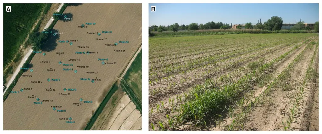 On-ground photographs (1) and UAV images (2) of the 1x1-m frames used in the ground-truth sampling of three different categories of weed coverage: a) low, b) moderate, and c) high.