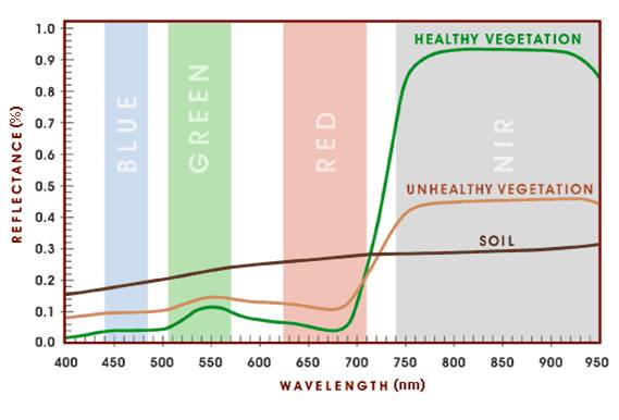 vegetation spectral curve