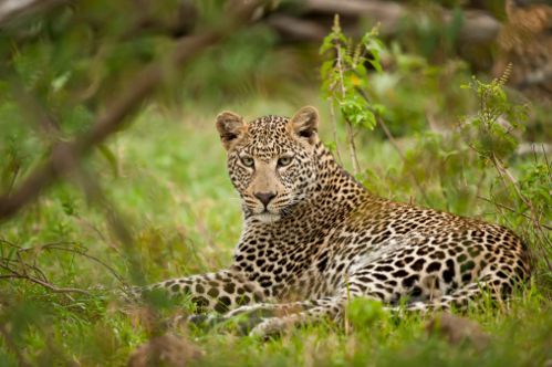 indian-leopard