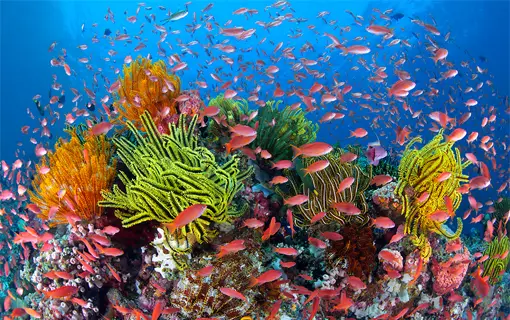 The pro-active conservations through specific intervention should be done to protect coral reefs