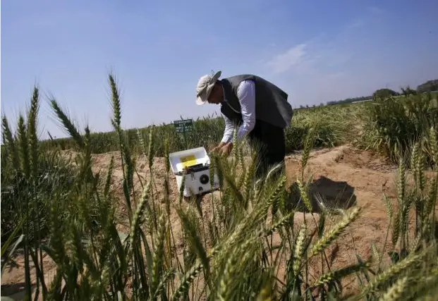 R. N. Sahoo, a senior scientist at the Indian Agricultural Research Institute (IARI), prepares to install a high resolution remote sensor used for crop mapping in a wheat field at IARI in New Delhi, March 20, 2015. (Credit: REUTERS)
