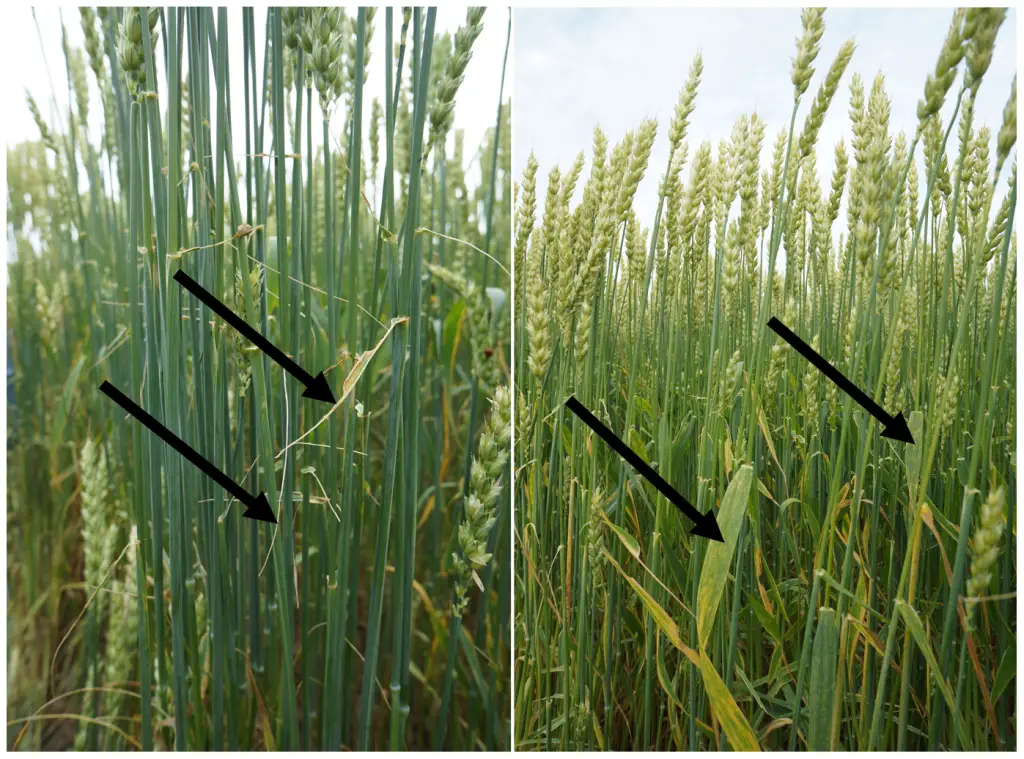 A comparison of the result of an armyworm attack. The arrows indicate the difference in the flag leaf of the infested (left) versus the healthy (right) wheat plants. Only the mid-rib of the flag leaves remains on the infested plants.