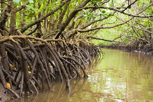 mangrove