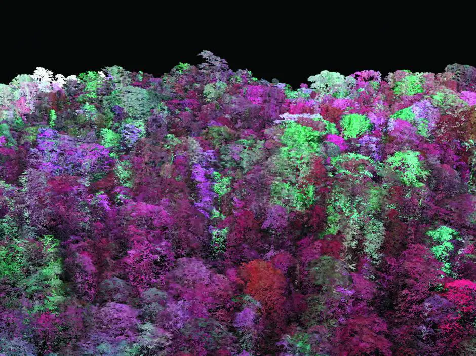 carbon-mapping-forest-canopy