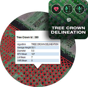 tree-crown-delineation