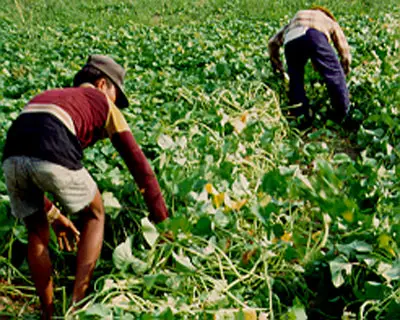 crop management