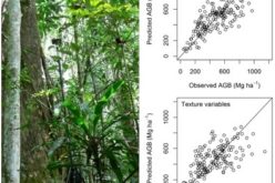 Modeling Aboveground Biomass in Dense Tropical Submontane Rainforest Using Airborne Laser Scanner Data