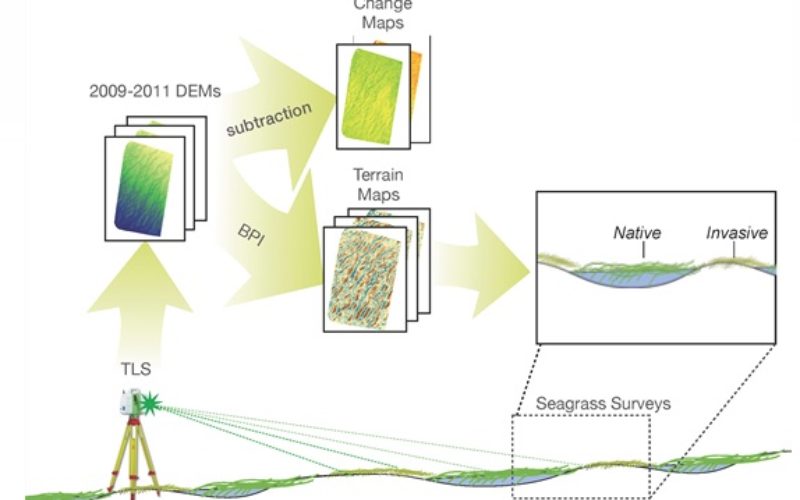 Terrestrial Laser Scanning Reveals Seagrass Microhabitat Structure on a Tideflat