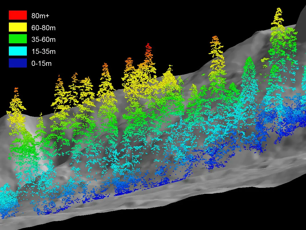 LiDAR coverage of forest
