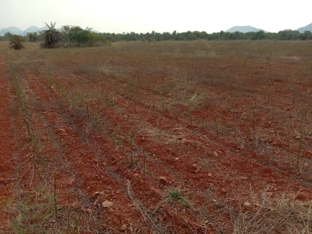 Farmonaut-Satellite based crop health monitoring system-field2